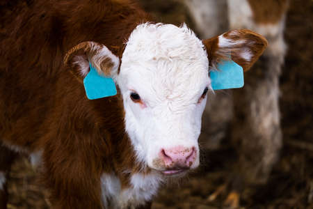 Cows in a farm. Dairy cows. Cowshedの写真素材