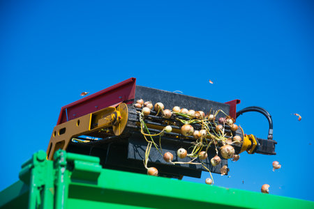 Harvesting onions in a farmer's field with the help of modern agricultural machineryの写真素材