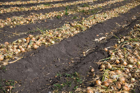 Harvesting onions. Onions on an agricultural field in a line are ready for harvesting with the help of a combine harvesterの写真素材