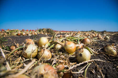 Harvesting onions. Onions on an agricultural field in a line are ready for harvesting with the help of a combine harvesterの写真素材