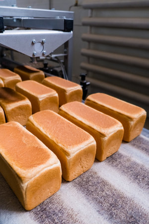 Loafs of bread in a bakery on an automated conveyor belt. Bread production. Food industryの写真素材