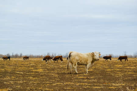 Powerful bulls on the farm in autumn. Agricultural industry. Animal husbandryの写真素材