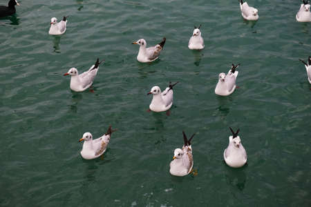 Seagulls sit take off and get on the water in the seaportの写真素材