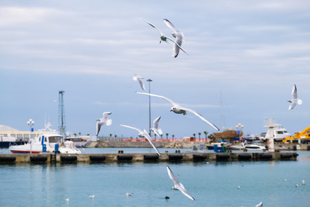 Seagulls sit take off and get on the water in the seaportの写真素材
