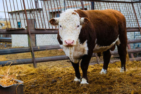 Powerful bulls on the farm in autumn. Agricultural industry. Animal husbandryの写真素材