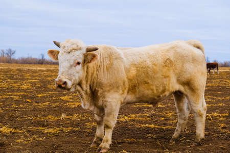 Powerful bulls on the farm in autumn. Agricultural industry. Animal husbandryの写真素材