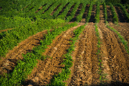 Rows of green vineyards in the summer season. Viticulture. Agricultural industryの写真素材