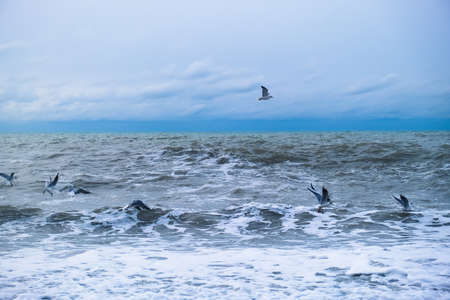 Waves raging in the sea and seagulls in the spray of wavesの写真素材