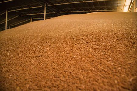 Pile of heaps of wheat grains at mill storage or grain elevator.の写真素材