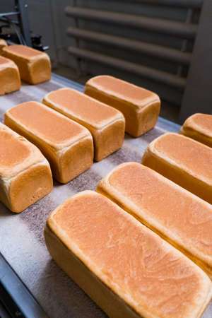Loafs of bread in a bakery on an automated conveyor belt. Bread production. Food industryの写真素材