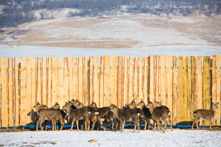 Small and adult spotted deer spend the winter on the farm. Deer at the feederの写真素材
