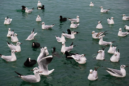 Seagulls sit take off and get on the water in the seaport