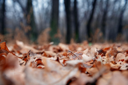 Oak forest in late autumn, fallen leaves. Trees and foliage are covered with frost