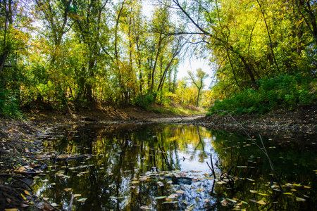 A picturesque stream stretches through the green trees of the forest, through which the rays of the...