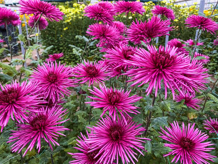 Bright, colorful chrysanthemum flowers close-up in the winter gardenの写真素材