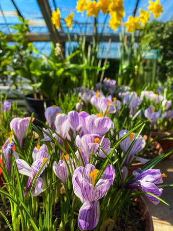 Greenhouse with a variety of plants and flowersの写真素材
