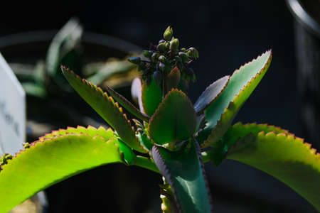 garden greenhouse. Agribusiness. beautiful cactus flowers close upの写真素材