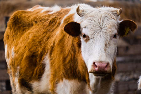 Cows in a farm. Dairy cows. Cowshedの写真素材