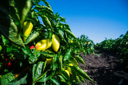 Growing bell peppers. Rows fresh ripe red green and yellow peppers on the branches on a farm plantation in soil.の写真素材