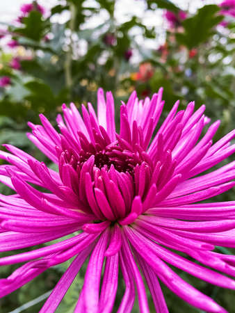 Bright, colorful chrysanthemum flowers close-up in the winter gardenの写真素材