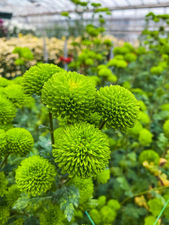Bright, colorful chrysanthemum flowers close-up in the winter gardenの写真素材