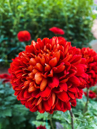 Bright, colorful chrysanthemum flowers close-up in the winter gardenの写真素材