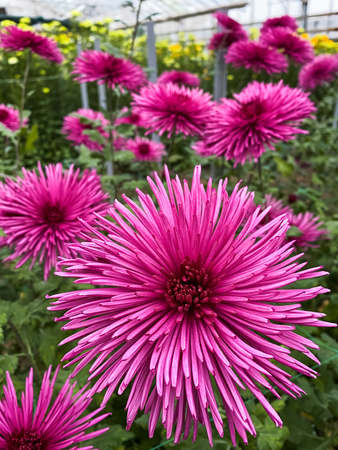 Bright, colorful chrysanthemum flowers close-up in the winter gardenの写真素材
