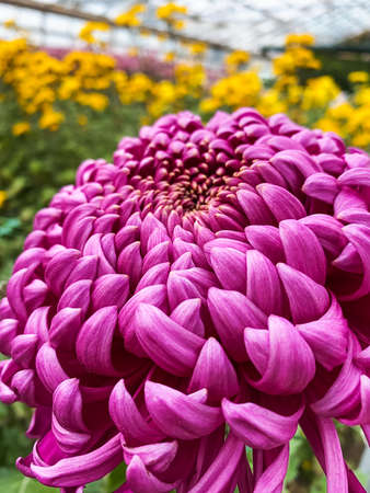 Bright, colorful chrysanthemum flowers close-up in the winter gardenの写真素材