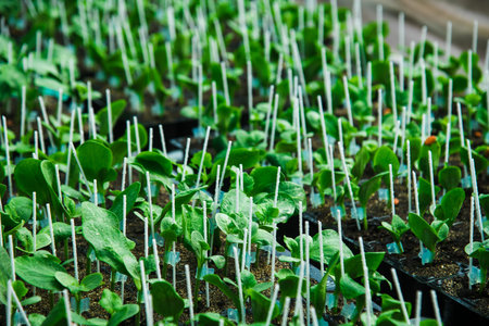 The leaves of tomato bushes that grow in a large greenhouse