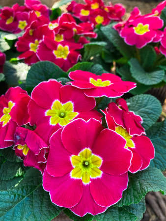 Greenhouse with a variety of plants and flowersの写真素材