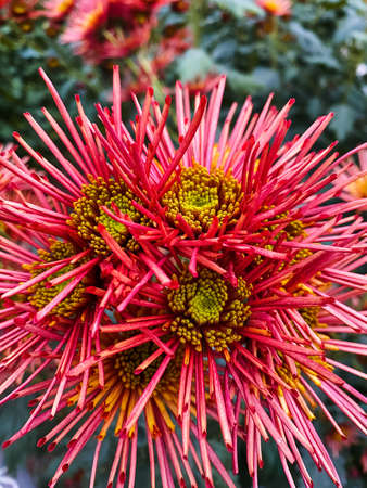 Bright, colorful chrysanthemum flowers close-up in the winter gardenの写真素材