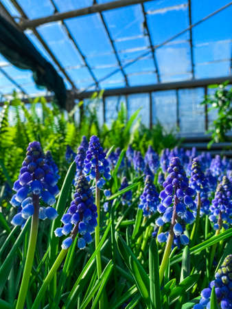 Greenhouse with a variety of plants and flowersの写真素材