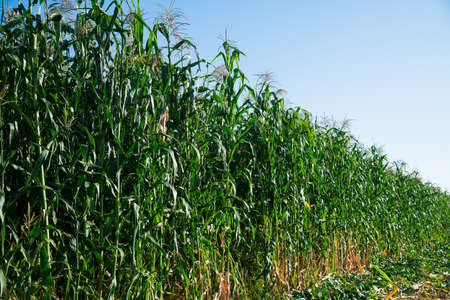 A field of corn bushes grows against a background of blue and clear skyの写真素材
