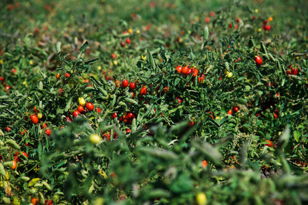Growing tomatoes in the field. Fresh red ripe tomatoes grown on a bush in a farmer's fieldの写真素材