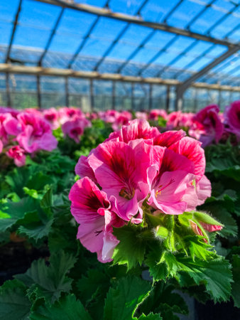 Greenhouse with a variety of plants and flowersの写真素材