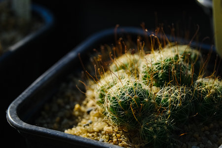 garden greenhouse. Agribusiness. beautiful cactus flowers close upの写真素材