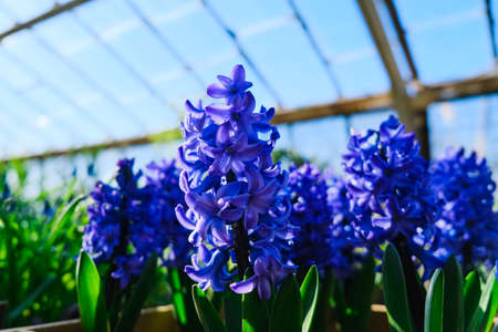 Greenhouse with a variety of plants and flowersの写真素材