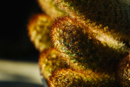 garden greenhouse. Agribusiness. beautiful cactus flowers close upの写真素材