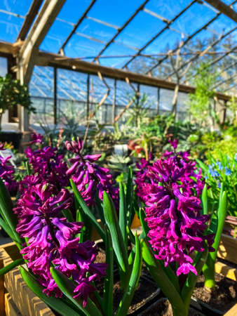 Greenhouse with a variety of plants and flowersの写真素材