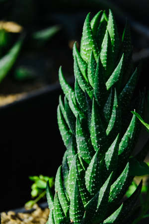 garden greenhouse. Agribusiness. beautiful cactus flowers close upの写真素材