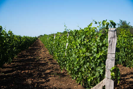 Rows of green vineyards in the summer season. Viticulture. Agricultural industryの写真素材