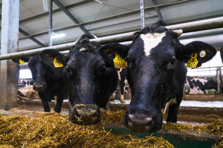 Cows in a farm. Dairy cows. Cowshed