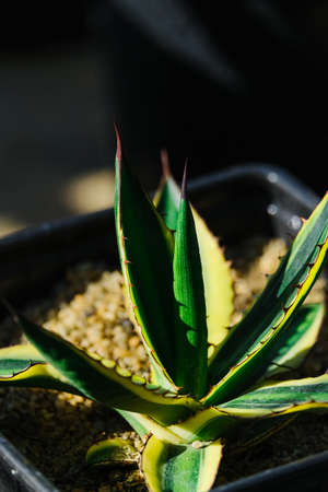 garden greenhouse. Agribusiness. beautiful cactus flowers close upの写真素材