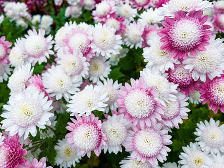 Bright, colorful chrysanthemum flowers close-up in the winter gardenの写真素材