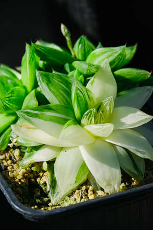 garden greenhouse. Agribusiness. beautiful cactus flowers close upの写真素材