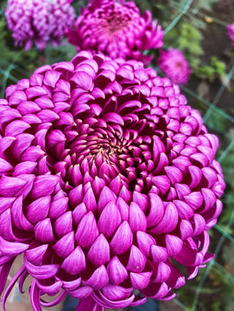 Bright, colorful chrysanthemum flowers close-up in the winter gardenの写真素材