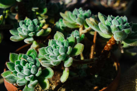 garden greenhouse. Agribusiness. beautiful cactus flowers close upの写真素材