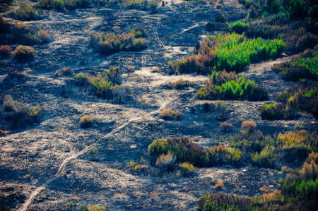Scorched trees and grass after the fire. aerial view. Landscapeの写真素材