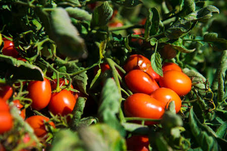 Growing tomatoes in the field. Fresh red ripe tomatoes grown on a bush in a farmer's fieldの写真素材