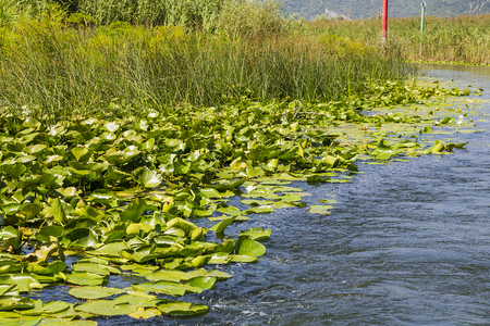 Water lilies on the water in Sunny weather.の写真素材